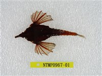 藏品(海蛾魚)的圖片